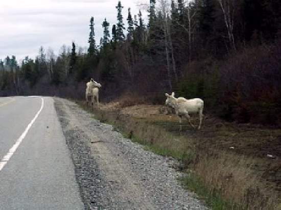 Shangrala's Albino Moose