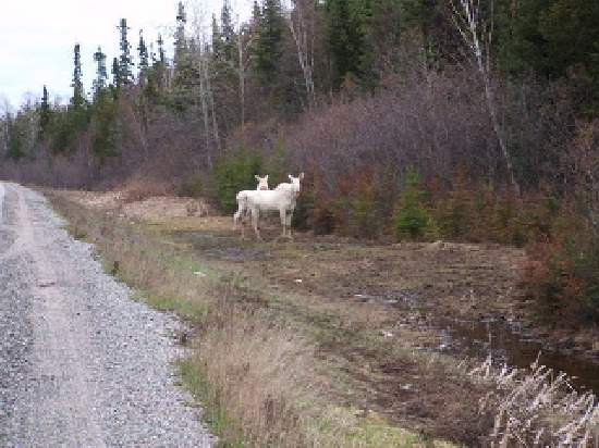 Shangrala's Albino Moose