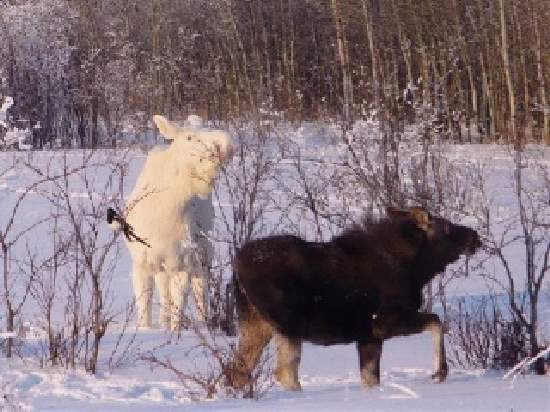 Shangrala's Albino Moose