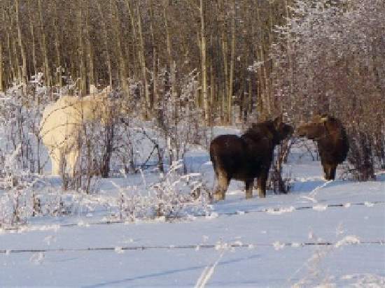 Shangrala's Albino Moose