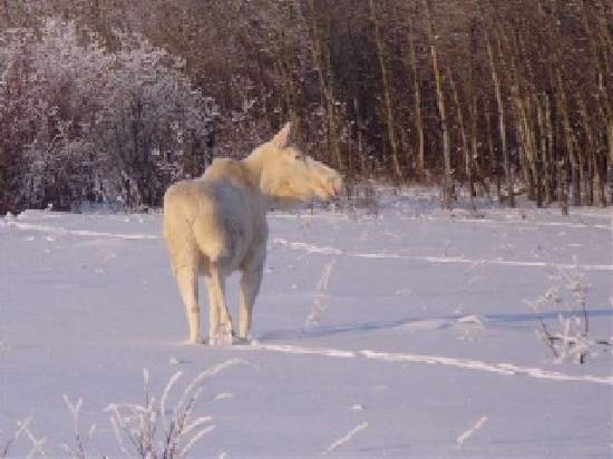 Shangrala's Albino Moose