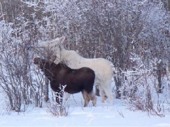 Shangrala's Albino Moose