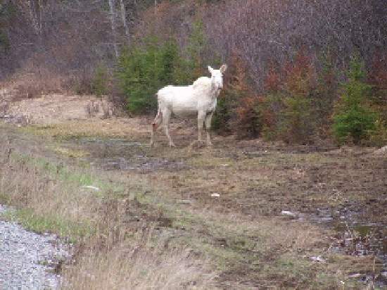 Shangrala's Albino Moose