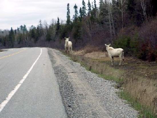 Shangrala's Albino Moose