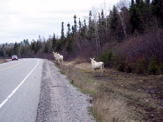 Shangrala's Albino Moose