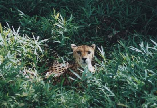 Shangrala's World Of Big Cats