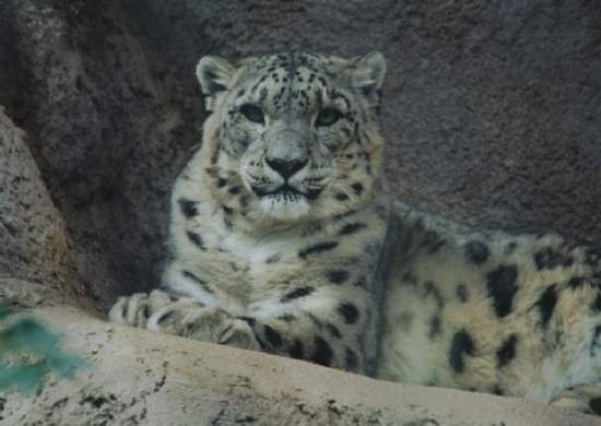 Shangrala's World Of Big Cats