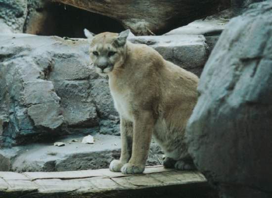 Shangrala's World Of Big Cats