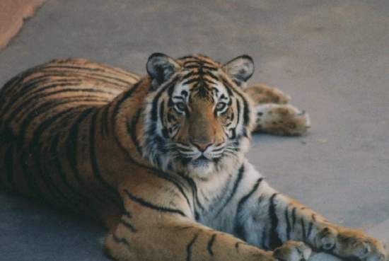 Shangrala's World Of Big Cats