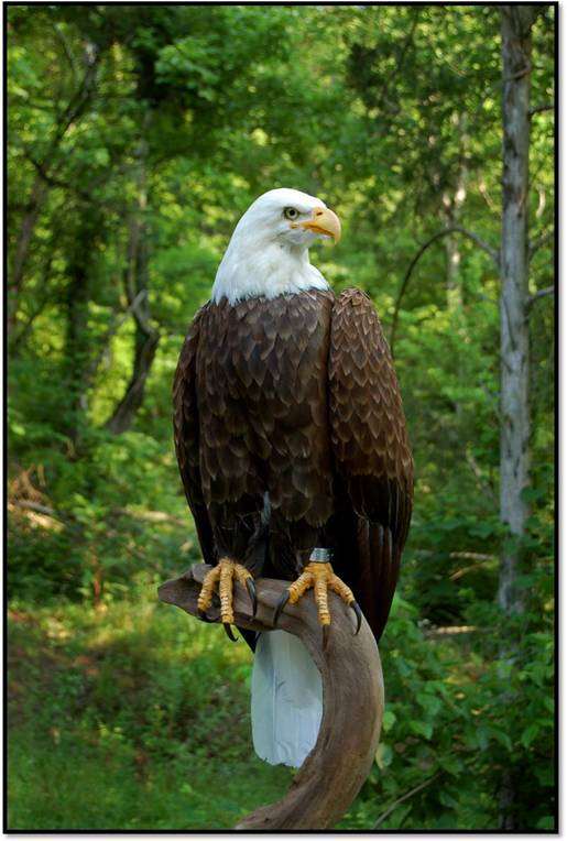 Shangrala's Eagle Sculpture Art