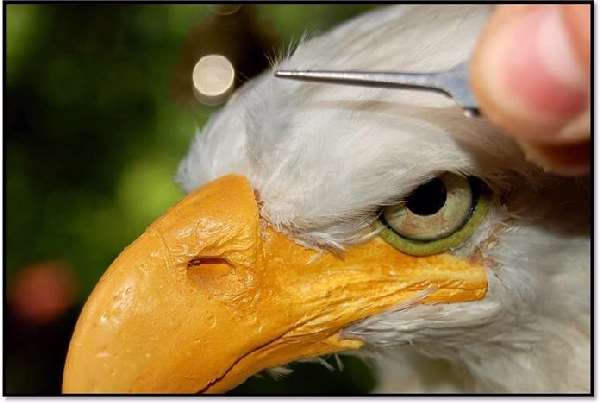 Shangrala's Eagle Sculpture Art