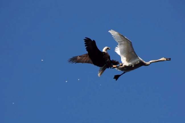 Shangrala's Eagle Vs Swan