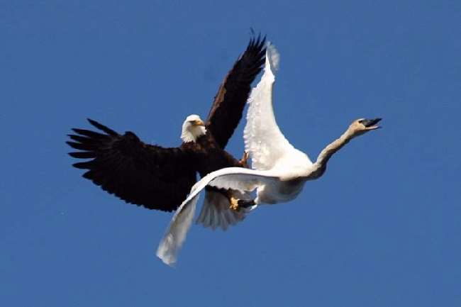 Shangrala's Eagle Vs Swan