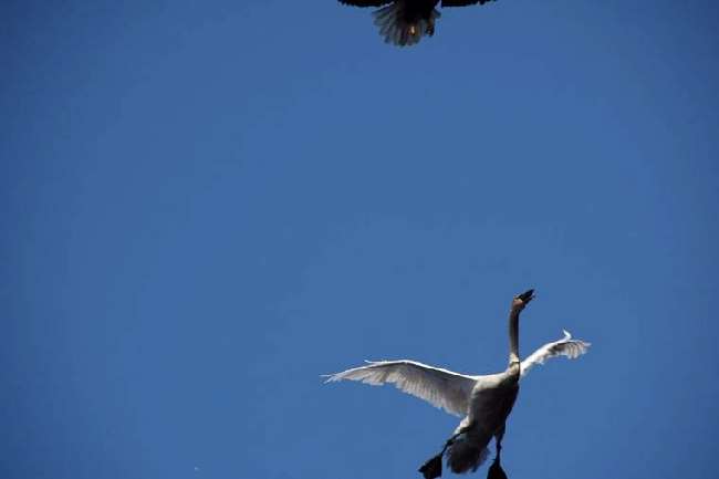 Shangrala's Eagle Vs Swan