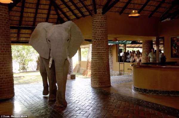 Shangrala's Elephant Hotel