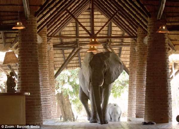 Shangrala's Elephant Hotel