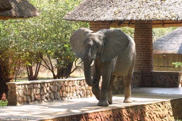 Shangrala's Elephant Hotel