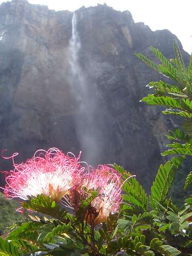 Shangrala's Angel Falls