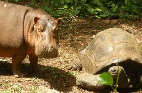 Shangrala's The Hippo And Tortoise 2