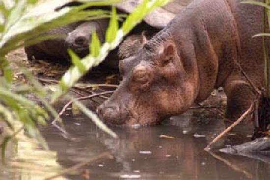 Shangrala's The Hippo And Tortoise 2