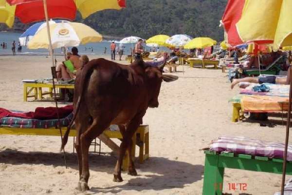 Shangrala's Beaches In India