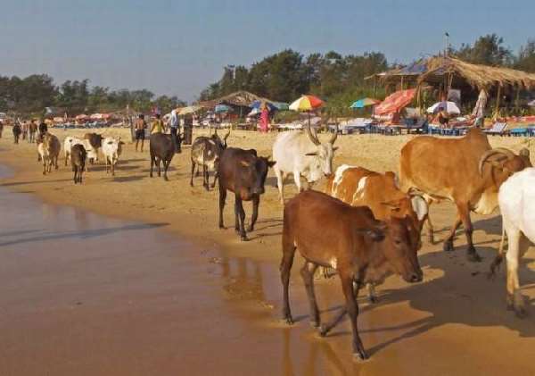 Shangrala's Beaches In India