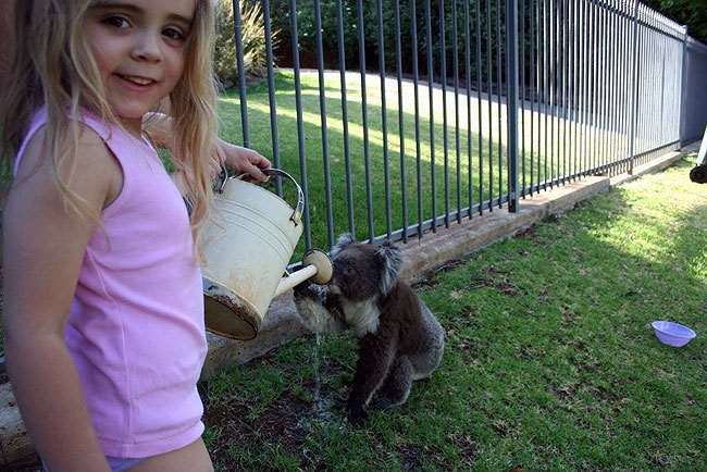 Shangrala's Koalas In A Heatwave