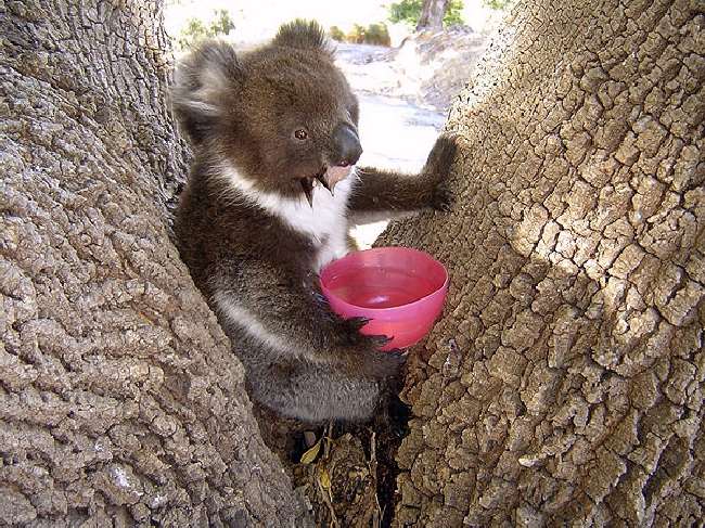 Shangrala's Koalas In A Heatwave