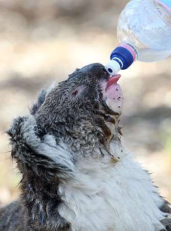 Shangrala's Koalas In A Heatwave