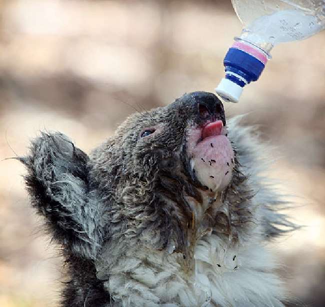 Shangrala's Koalas In A Heatwave