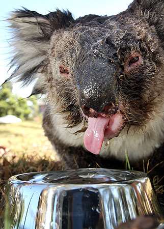 Shangrala's Koalas In A Heatwave