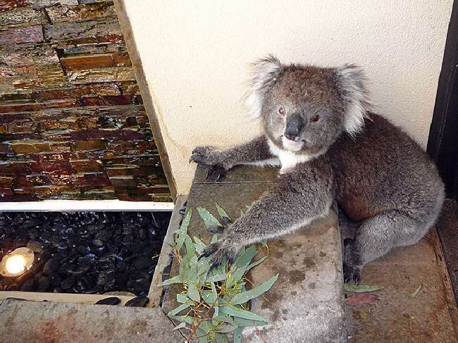 Shangrala's Koalas In A Heatwave