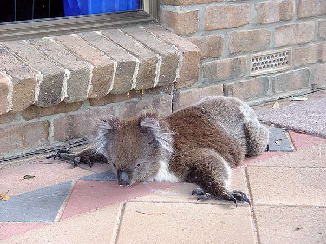 Shangrala's Koalas In A Heatwave