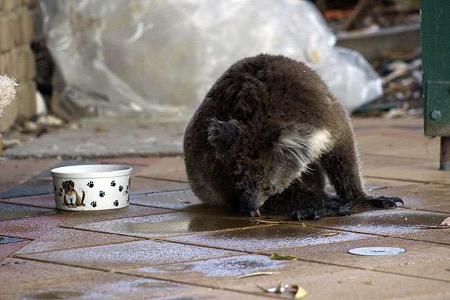 Shangrala's Koalas In A Heatwave