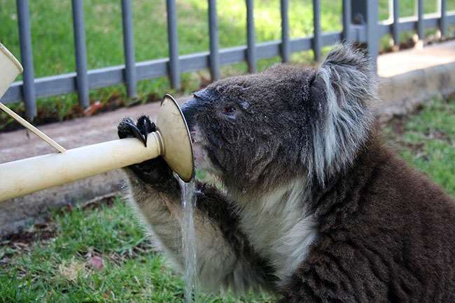 Shangrala's Koalas In A Heatwave