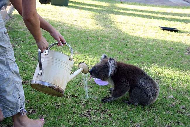 Shangrala's Koalas In A Heatwave