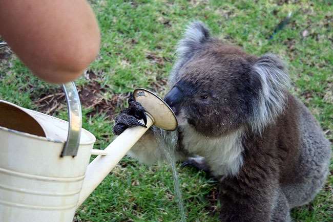 Shangrala's Koalas In A Heatwave