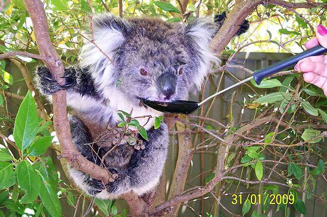 Shangrala's Koalas In A Heatwave