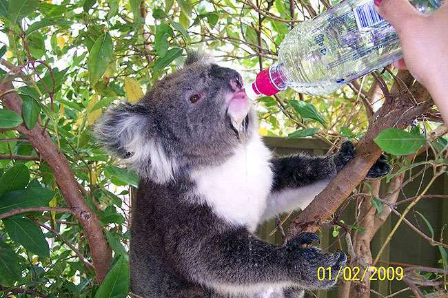 Shangrala's Koalas In A Heatwave