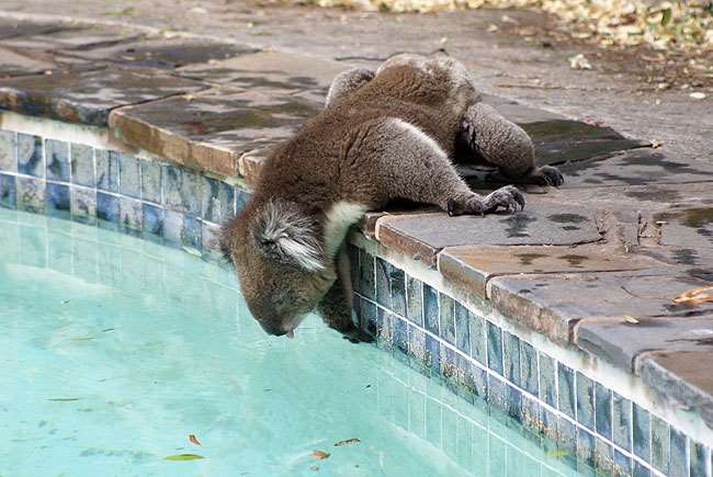 Shangrala's Koalas In A Heatwave