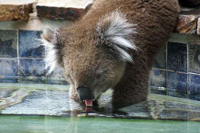 Shangrala's Koalas In A Heatwave