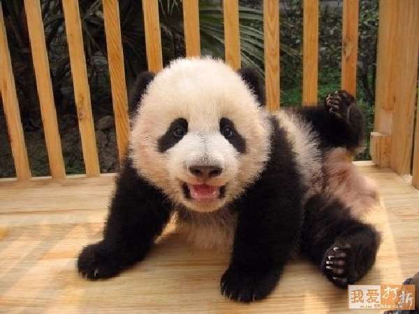 Shangrala's Panda Peek-A-Boo