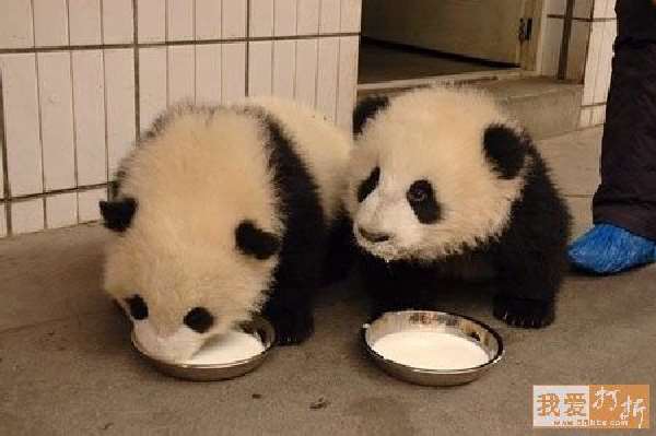 Shangrala's Panda Peek-A-Boo