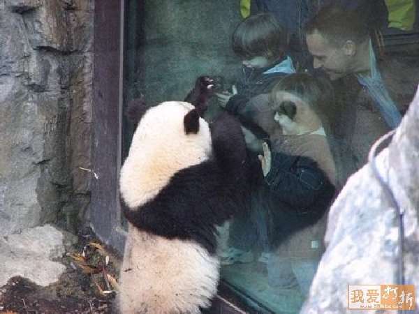 Shangrala's Panda Peek-A-Boo