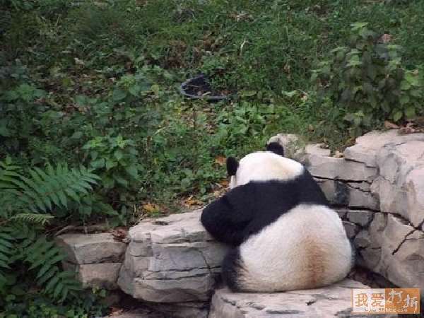 Shangrala's Panda Peek-A-Boo