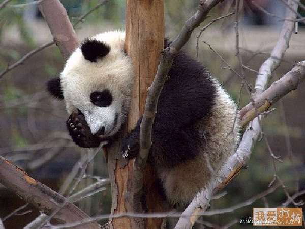 Shangrala's Panda Peek-A-Boo