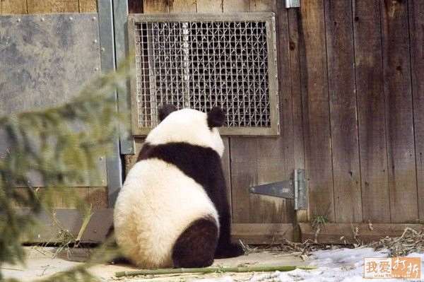 Shangrala's Panda Peek-A-Boo