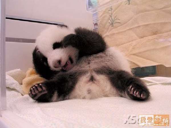 Shangrala's Panda Peek-A-Boo