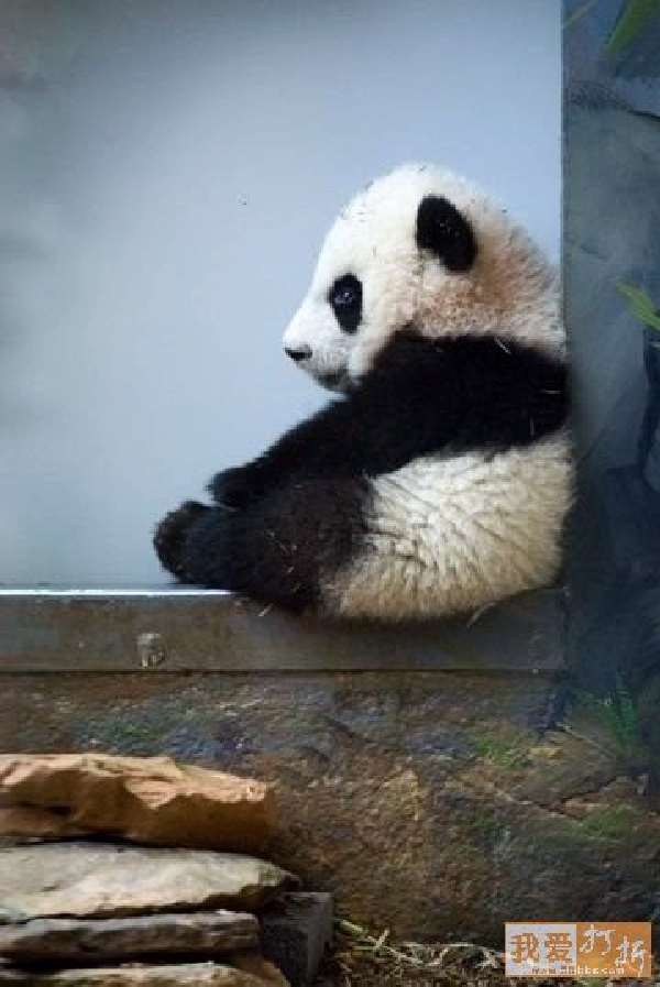 Shangrala's Panda Peek-A-Boo