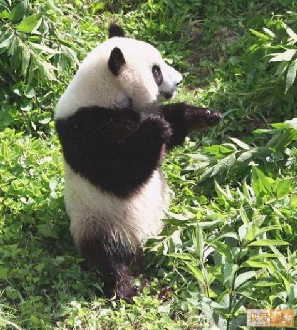 Shangrala's Panda Peek-A-Boo